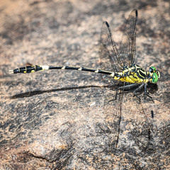 Austrogomphus amphiclitus