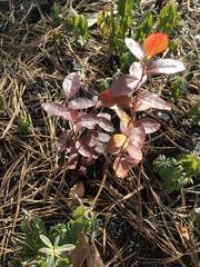 Chamaedaphne calyculata