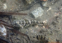 Bathygobius cocosensis