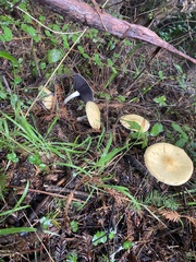 Stropharia ambigua