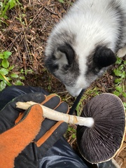 Stropharia ambigua