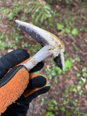 Stropharia ambigua