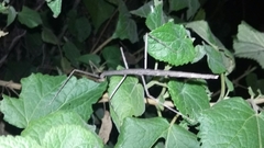 Pseudosermyle strigiceps