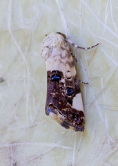 Tarache toddi