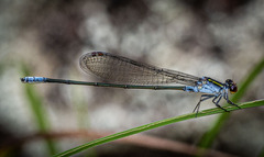 Pseudagrion ignifer