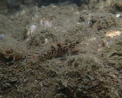 Redigobius macrostoma