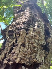 Anadenanthera colubrina