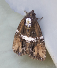 Bryolymnia semifascia