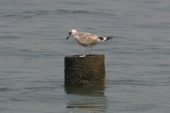 Larus fuscus heuglini