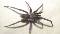 Kukulcania hibernalis