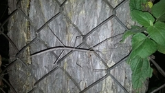 Pseudosermyle strigiceps