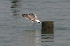 Larus fuscus heuglini