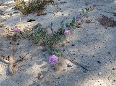 Abronia villosa