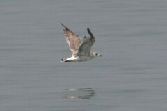 Larus fuscus heuglini