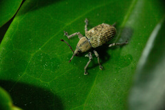 Phytoscaphus triangularis