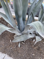 Agave americana