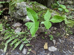 Arisaema ringens