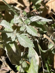 Tithonia rotundifolia