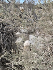 Asphondylia floccosa