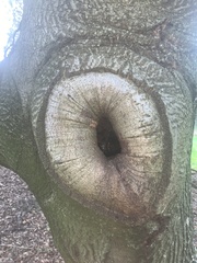 Phytophthora ramorum