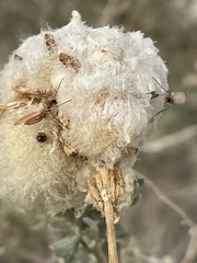 Asphondylia floccosa