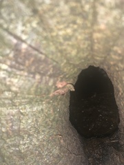 Phytophthora ramorum