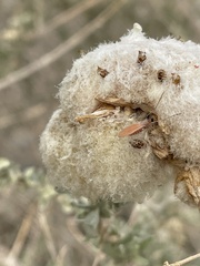 Asphondylia floccosa