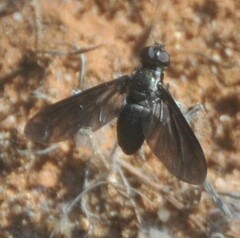 Pseudopenthes hesperis