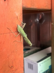 Trachymantis dentifrons