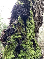 Claopodium crispifolium