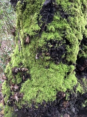 Claopodium crispifolium