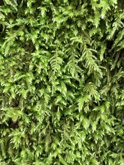 Claopodium crispifolium