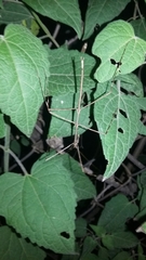 Pseudosermyle strigiceps