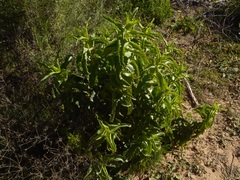 Penstemon spectabilis