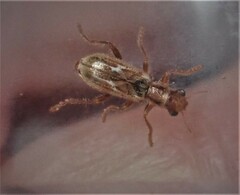 Lemidia