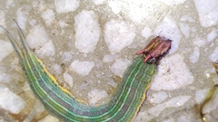 Opsiphanes invirae