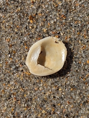 Crepidula plana