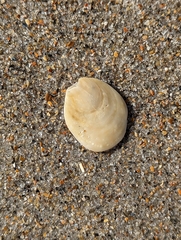 Crepidula plana
