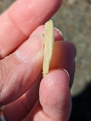 Crepidula plana