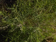 Gutierrezia californica