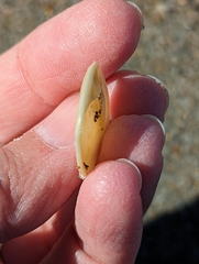 Crepidula plana