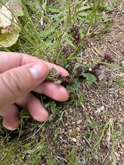 Synchytrium papillatum