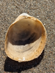 Laevicardium serratum