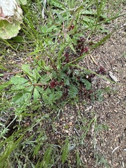 Synchytrium papillatum