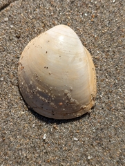 Laevicardium serratum