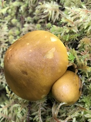 Tricholoma fumosoluteum