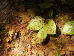 Mycosphaerella chimaphilae