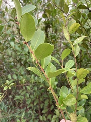 Lyonia lucida