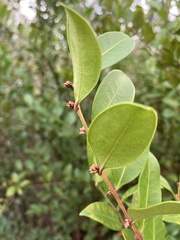 Lyonia lucida