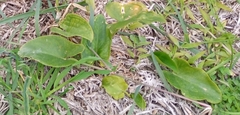 Angiospermae